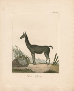 The Llama