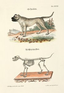Boarhound and its Skeleton by Johann Daniel Meyer