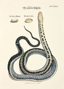 Common Snake with Eggs