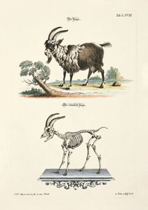Domestic Goat and its Skeleton by Johann Daniel Meyer