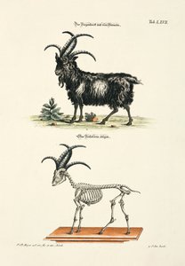 Four-horned Goat and its Skeleton