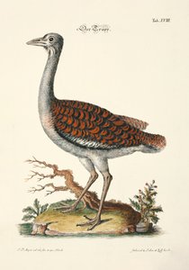 Great Bustard by Johann Daniel Meyer