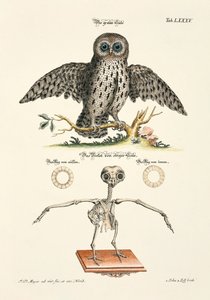Grey Owl and its Skeleton by Johann Daniel Meyer