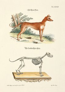 Greyhound and its Skeleton by Johann Daniel Meyer