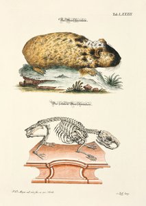 Guinea Pig and its Skeleton by Johann Daniel Meyer