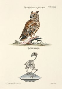 Long-eared Owl and its Skeleton by Johann Daniel Meyer