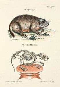 Marmot and its Skeleton by Johann Daniel Meyer