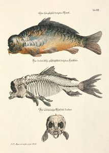 Mirror Carp with Skeleton by Johann Daniel Meyer