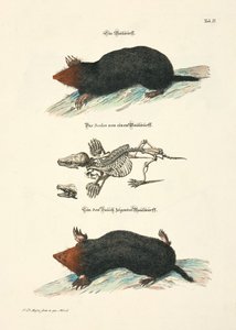 Moles with Skeleton by Johann Daniel Meyer