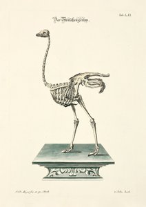 Ostrich Skeleton