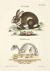 Rabbit and its Skeleton by Johann Daniel Meyer
