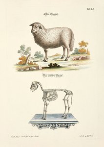 Sheep and its Skeleton by Johann Daniel Meyer