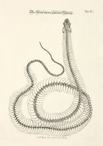 Skeleton of the Common Snake by Johann Daniel Meyer
