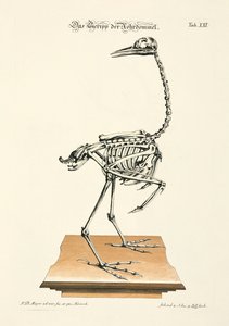 Skeleton of the Eurasian Bittern by Johann Daniel Meyer