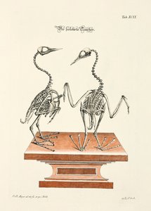 Skeleton of the Diver