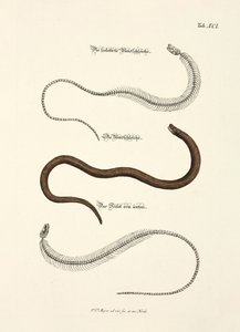 Slow Worm and its Skeleton by Johann Daniel Meyer
