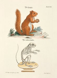 Squirrel and its Skeleton by Johann Daniel Meyer