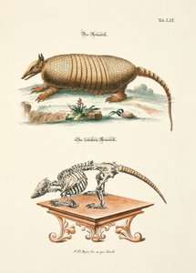 The Armadillo and its Skeleton by Johann Daniel Meyer