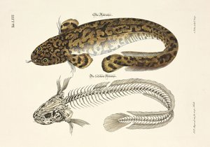 The Burbot and its Skeleton by Johann Daniel Meyer