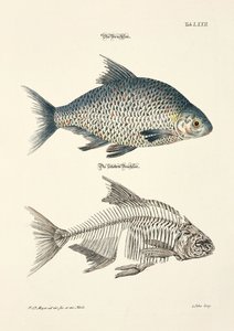 The Common Bream and its Skeleton by Johann Daniel Meyer