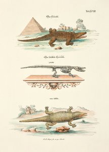 The Crocodile and its Skeleton by Johann Daniel Meyer