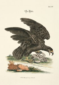 The Eagle by Johann Daniel Meyer