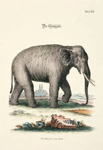 The Elephant