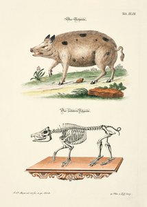 The Pig and its Skeleton