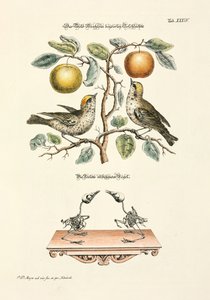 The Robin of Both Sexes by Johann Daniel Meyer