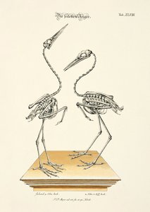 The Skeletonized Herons by Johann Daniel Meyer