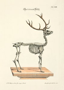 The Skeletonized Red Deer