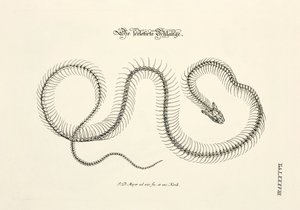 The Skeletonized Snake by Johann Daniel Meyer