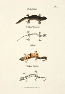 The Water Newt with Skeleton