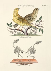 Yellowhammer with Skeleton by Johann Daniel Meyer