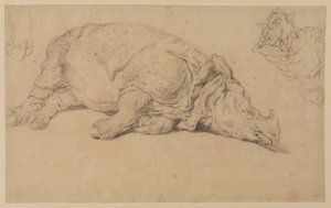 Rhinoceros lying on its side