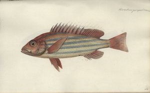 Lutjanus quinquelineatus, before 1790