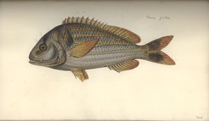 Perca juba by Johann Friedrich Hennig