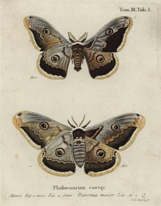 Emperor Moth, Saturnia Pavonia