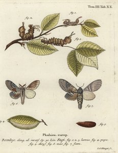 Lobster moth, Stauropus fagi by Johann Georg Klinger