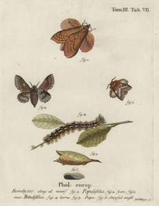 Poplar Lappet and Small Lappet Moths by Johann Georg Klinger
