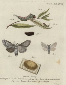 Puss moth, Cerura vinula. by Johann Georg Klinger