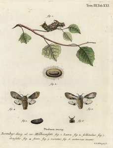 Tawny prominent moth, Harpyia milhauseri by Johann Georg Klinger