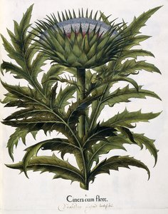 Cinera Cum Flore by Johann Georg Ziesenis