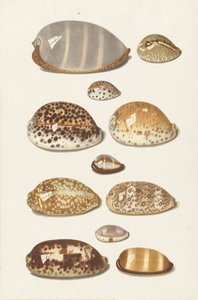 Eleven Large and Small Tropical Cowrie Shells by Johann Gustav Hoch