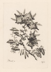 Flowers in Kite Shape by Johann Heinrich  Hess