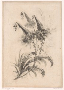 Pointed Flowers from Recueil De Nouvelles Fleurs De Goût; Pour la Manufacture des Etoffes de Perse by Johann Heinrich  Hess