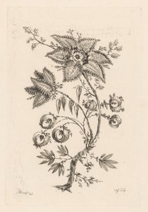Star-shaped Flowers by Johann Heinrich  Hess