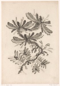 Branches with Berries (Recueil De Nouvelles Fleurs De Goût; Pour la Manufacture des Etoffes de Perse)