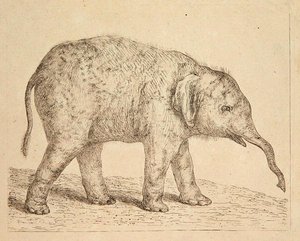 Elephant