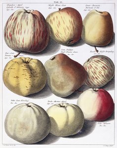 Various Apples by Johann Hermann Knoop
